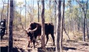 Cattle Stations