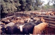 Cattle Stations