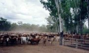 Cattle Stations