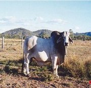 Cattle Stations