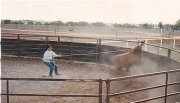 Cattle Stations