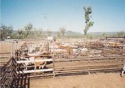 Cattle Stations