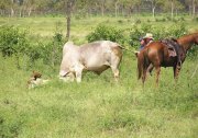 Cattle Stations