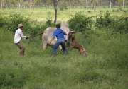 Cattle Stations