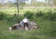 Cattle Stations