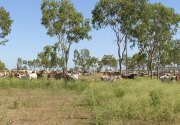 Cattle Stations