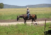 Cattle Stations