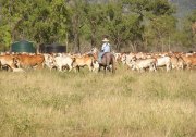 Cattle Stations