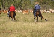 Cattle Stations