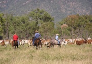 Cattle Stations