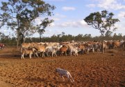 Cattle Stations