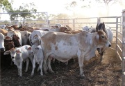 Cattle Stations