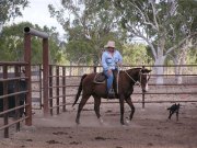 Cattle Stations