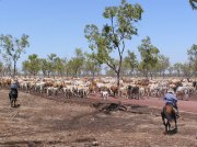 Cattle Stations