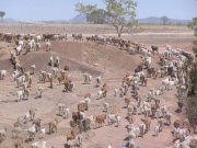 Cattle Stations