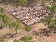 Cattle Stations